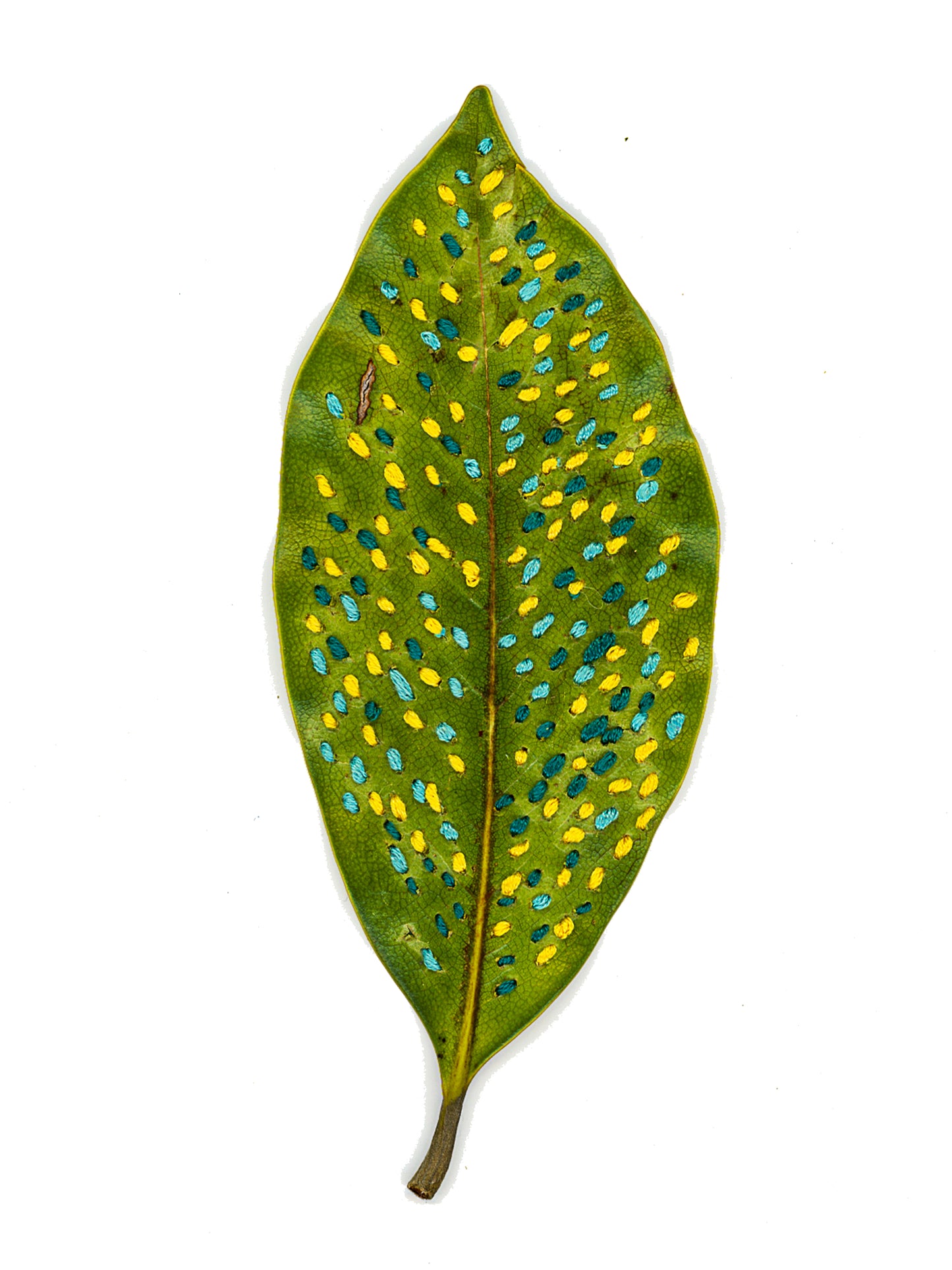 Leaf diary 1